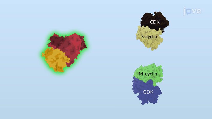 Anaphase Promoting Complex