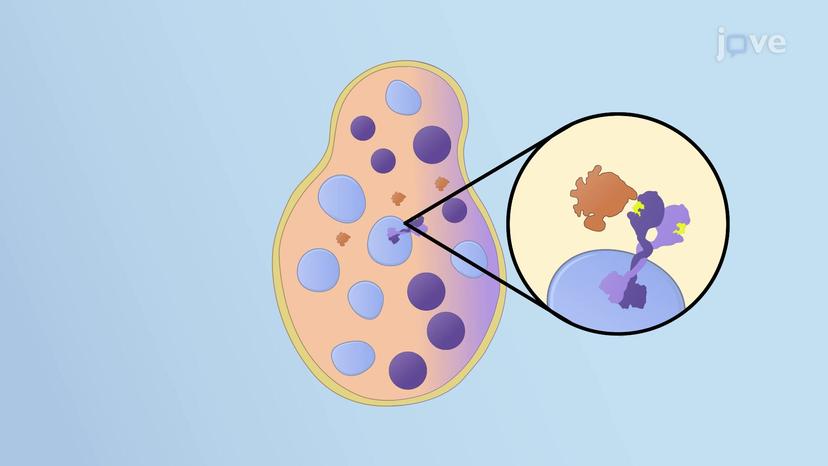 Receptor Downregulation in MVBs