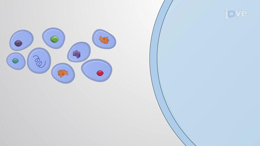 Overview of Exosomes