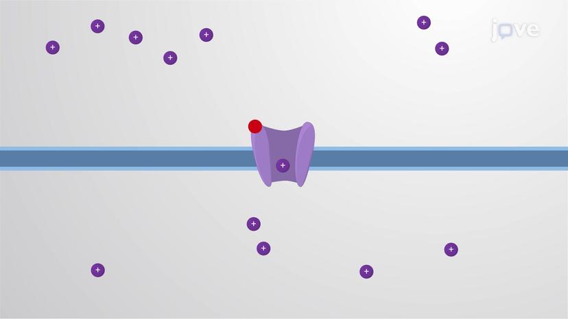 Ligand-gated Ion Channels