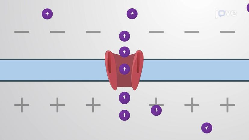 Voltage-gated Ion Channels