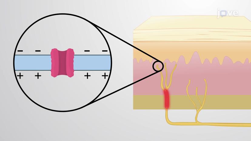 Mechanically-gated Ion Channels