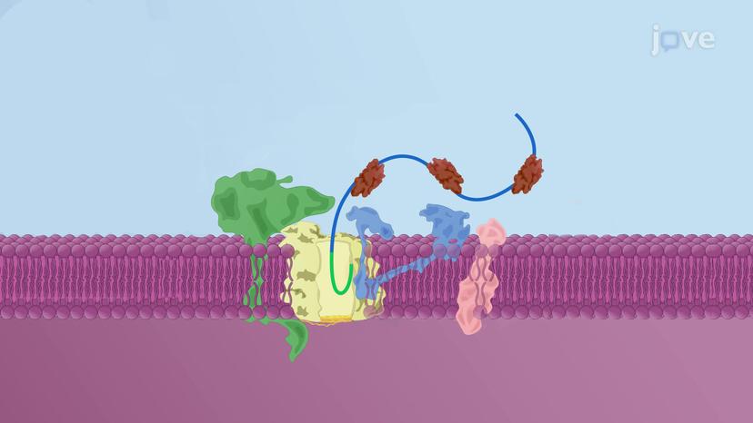 Post-translational Translocation of Proteins to the RER