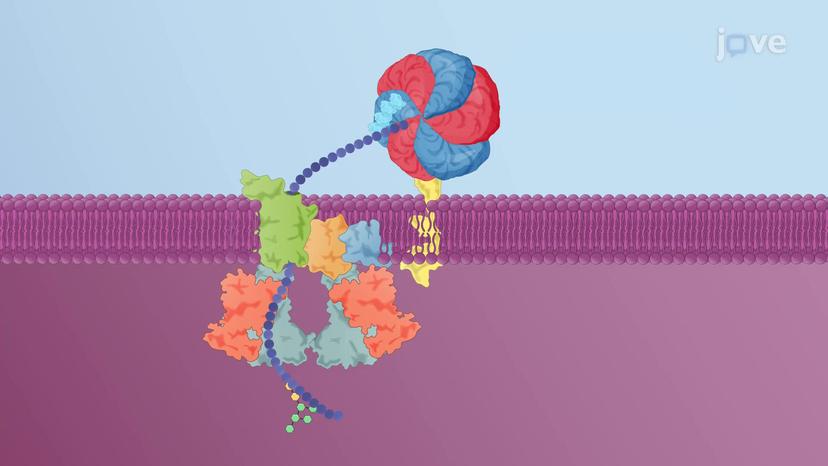 Export of Misfolded Proteins out of the ER
