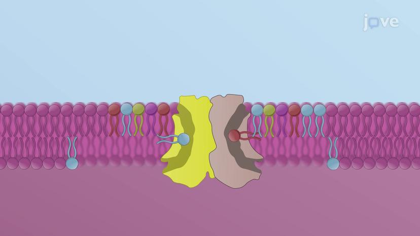 Assembly of the Lipid Bilayer in the ER