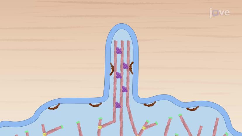 Mechanism of Filopodia Formation