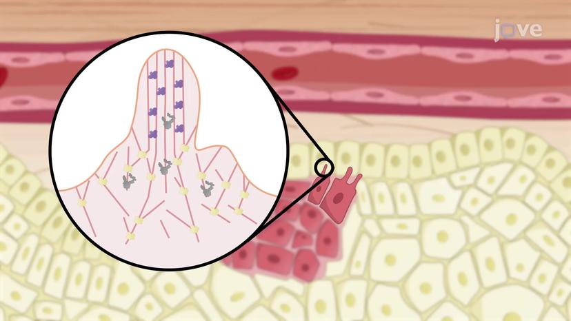 Cancer Cell Migration through Invadopodia