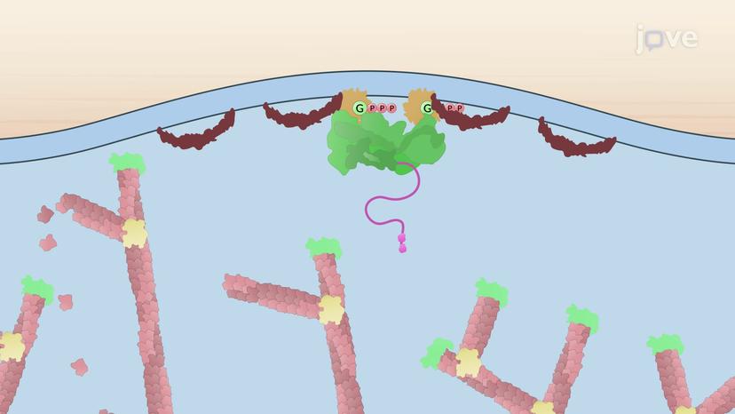 Mechanism of Lamellipodia Formation