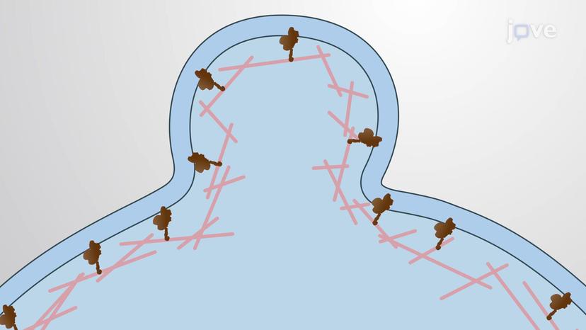 Cell Motility through Blebbing