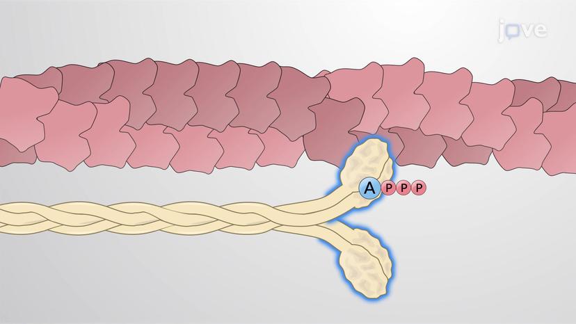 Role of Myosin in Cell Migration