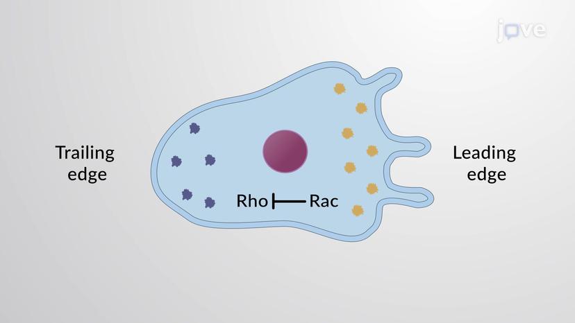 Cell Polarization by Rho Proteins