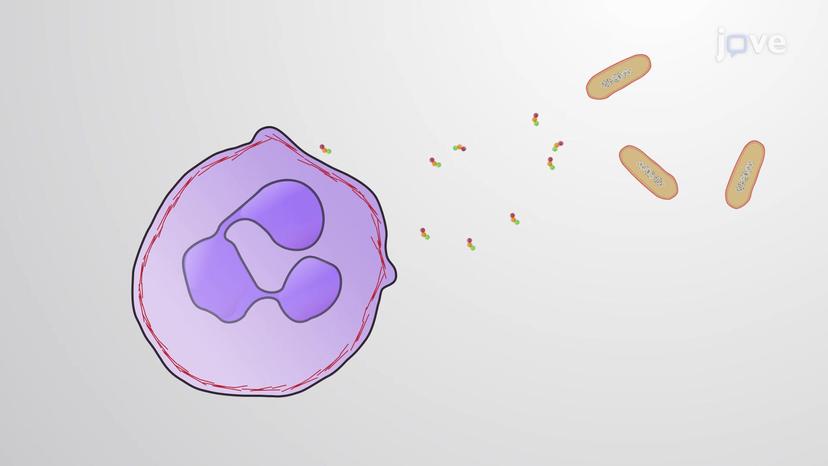 Chemotaxis and Direction of Cell Migration