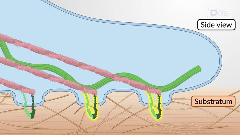 Cytoskeletal Coordination in Cell Migration