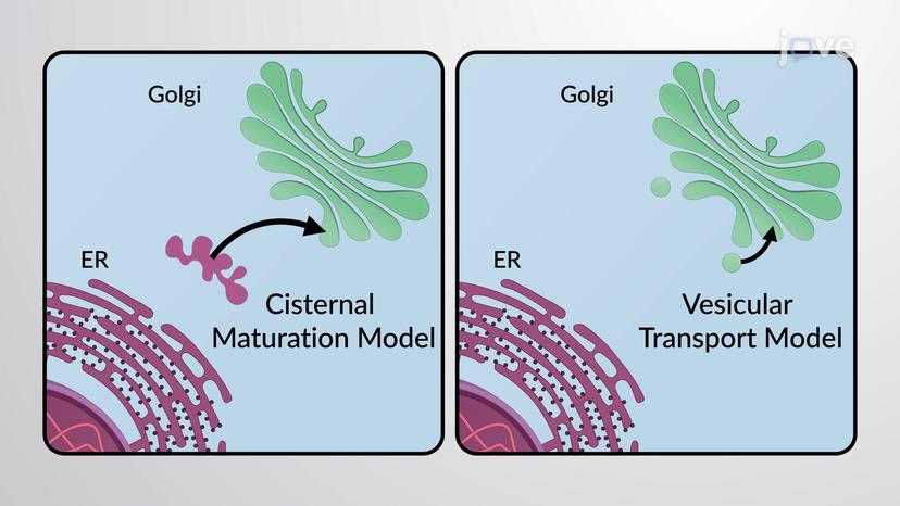 Transport Across the Golgi