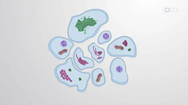 JoVE Science Education > Cell Death Biology Diagrams