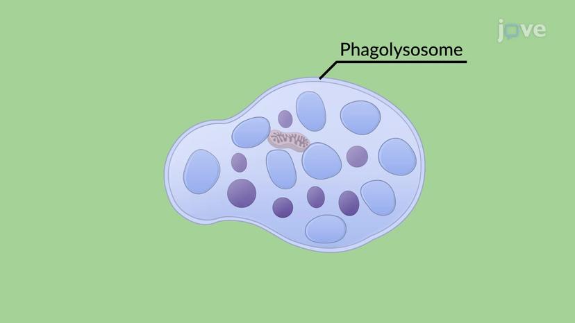 Phagocytosis of Apoptotic Cells