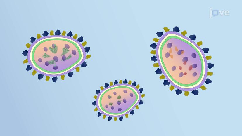 Autophagic Cell Death