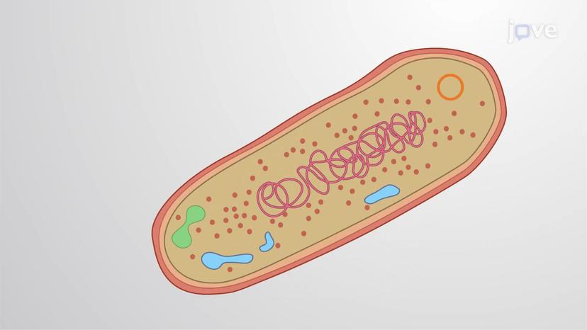 Prokaryotic Cells