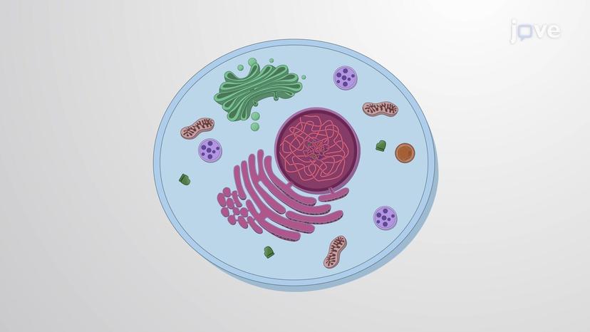 Eukaryotic Compartmentalization