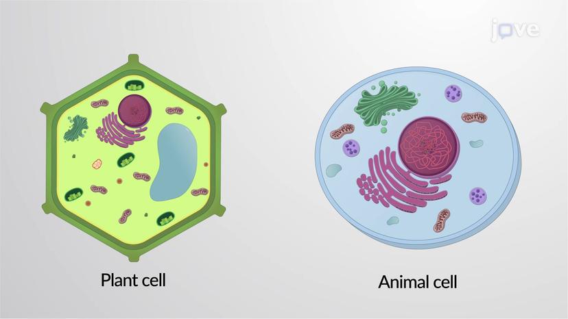 Animal and Plant Cell Structure