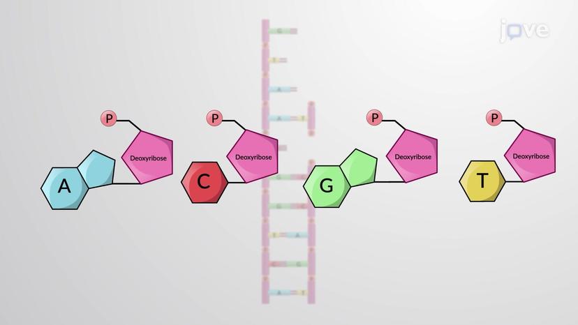 The DNA Helix