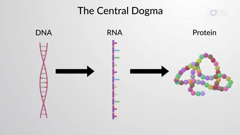 The Central Dogma