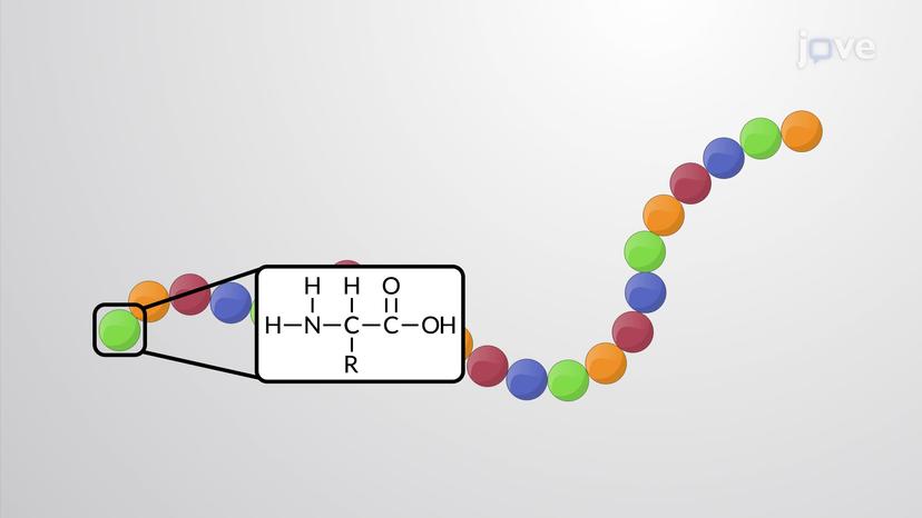 What are Proteins?