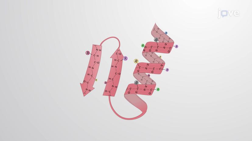 Protein Folding