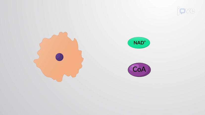 Cofactors and Coenzymes