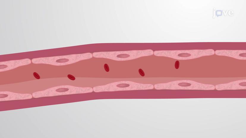 Overview of the Vascular System