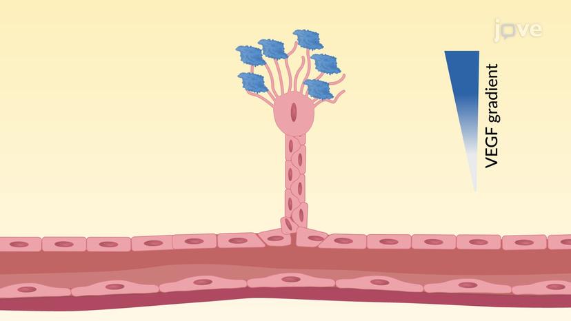 Mechanism of Angiogenesis