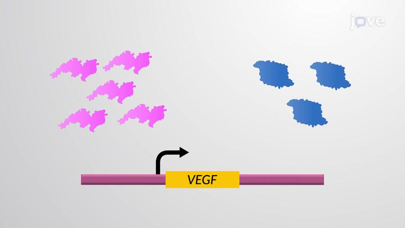 Regulation of Angiogenesis and Blood Supply