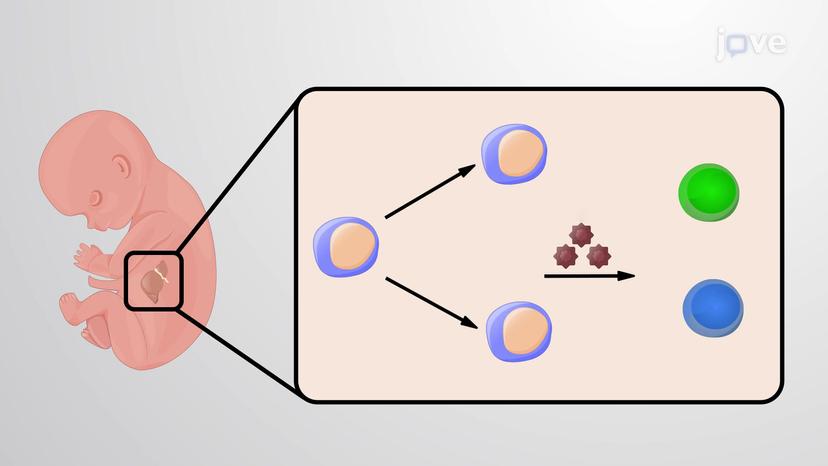 Multipotency of Hematopoietic Stem Cells