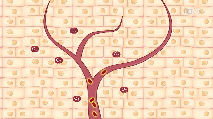 Erythropoiesis