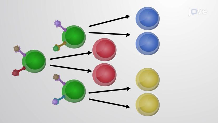 Differentiation of Common Myeloid Progenitor Cells