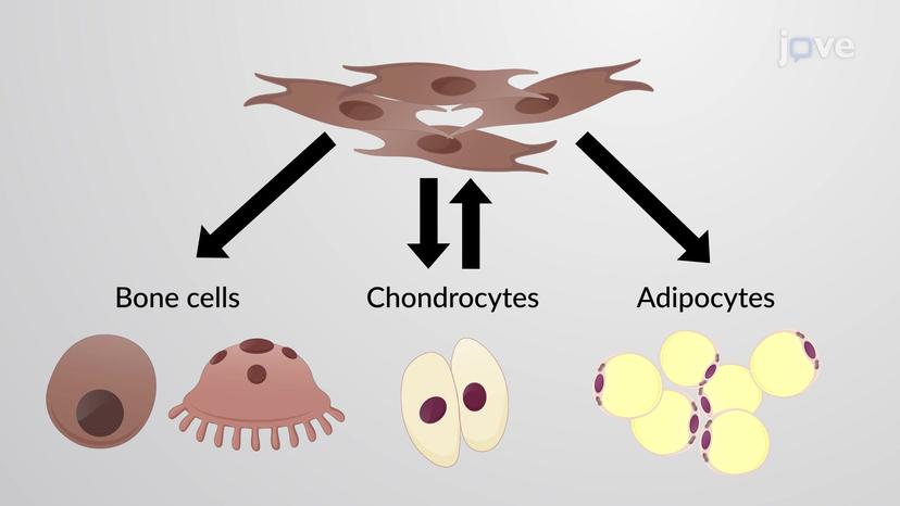 Connective Tissue Cell Types