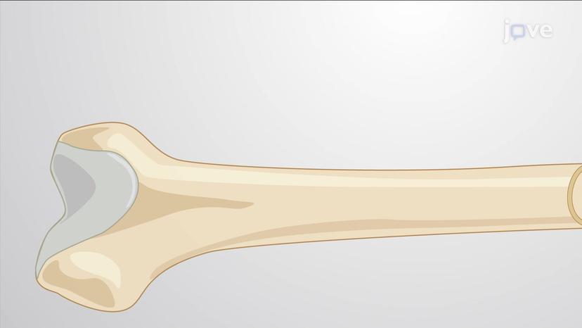 Growth of Cartilage and Bone Tissue