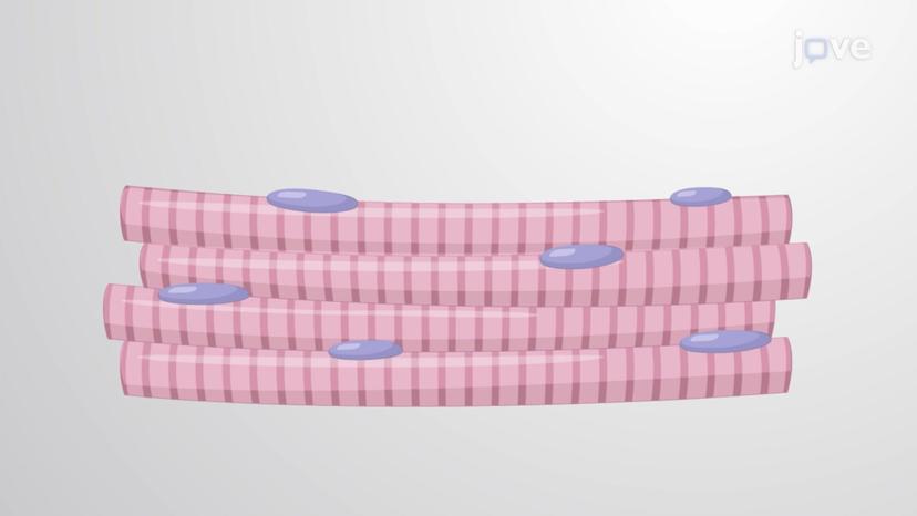 Overview of Skeletal Muscle