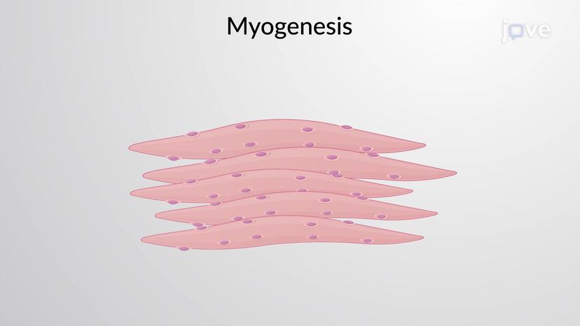 Formation of Muscle Fibers from Myoblasts