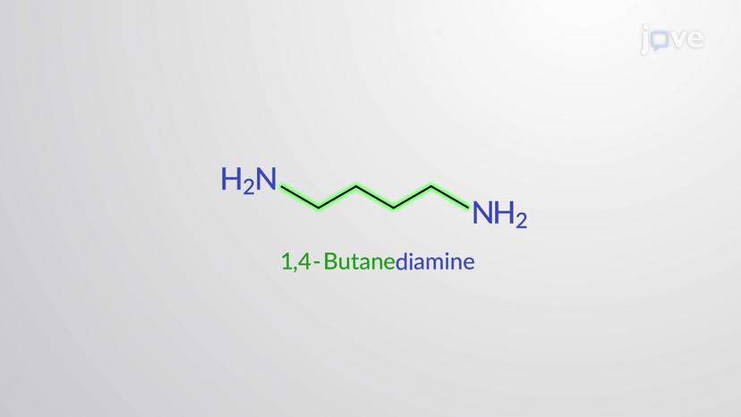 Nomenclature of Primary Amines