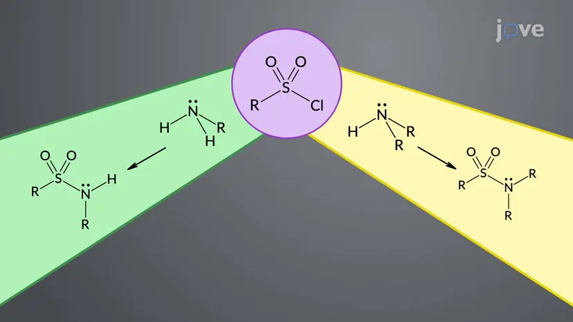 Amines to Sulfonamides: The Hinsberg Test