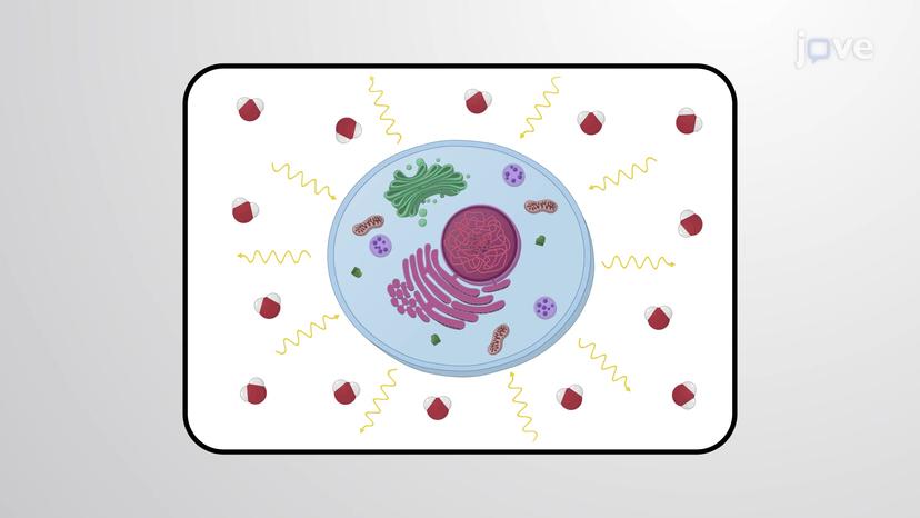 Enthalpy within the Cell