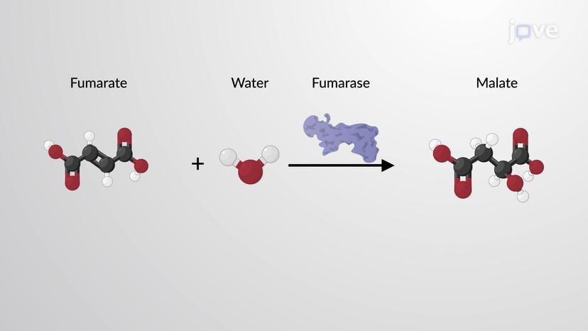 Endergonic and Exergonic Reactions in the Cell