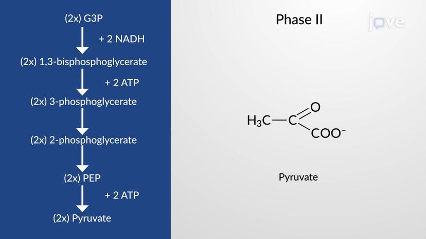 Glycolysis: Pay-off Phase