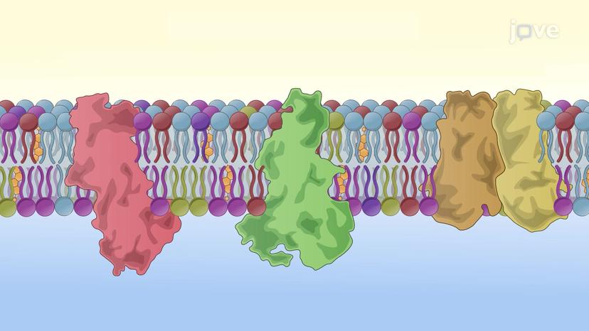 Membrane Asymmetry Regulating Transporters