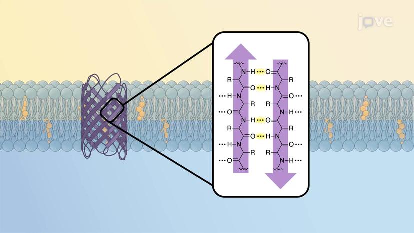 Multi-pass Transmembrane Proteins and &#946;-barrels