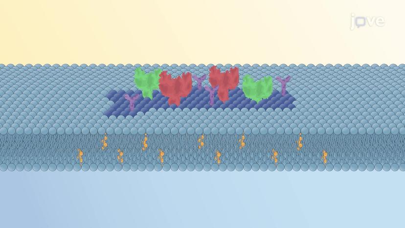 Mechanisms of Membrane Domain Formation