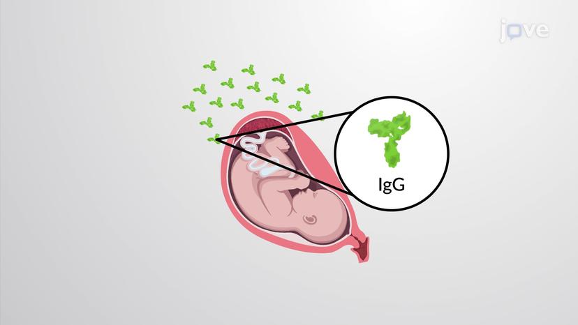 Transcytosis of IgG