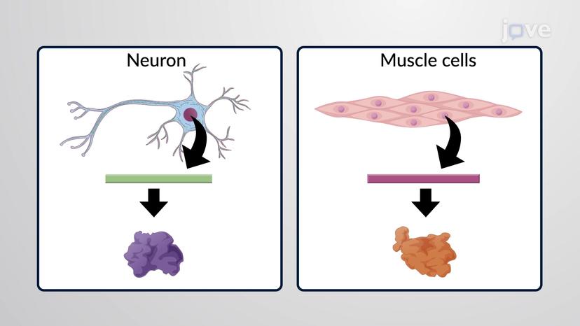 What is Gene Expression?