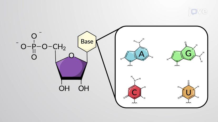 RNA Structure